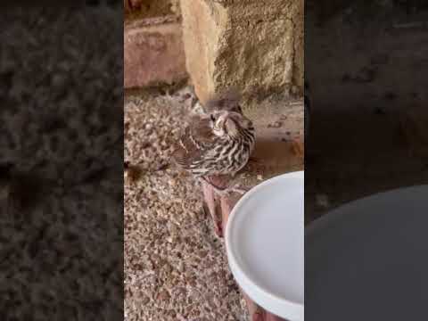 My New Friend Came Calling
