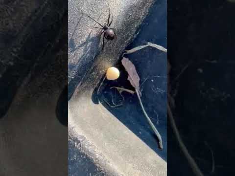 Pickle Patch the Spider That Comes with the Season