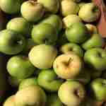 Lodi apples