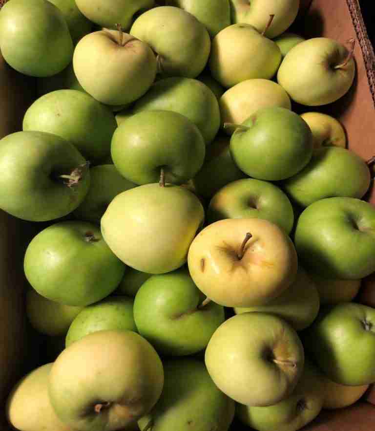 Lodi apples