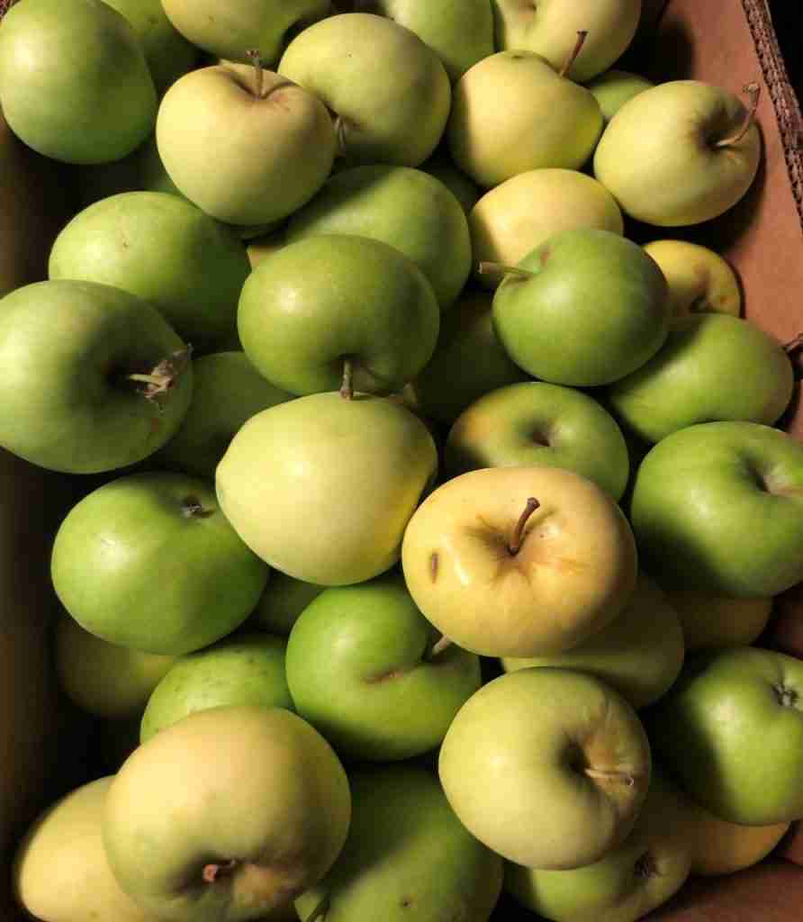 What to Do with Very Small Apples - Make Easy no-peel Applesauce! 