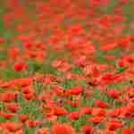 Field of poppies