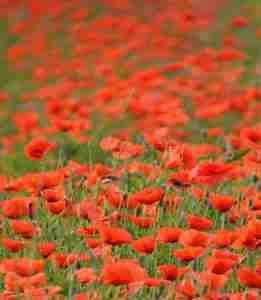 Field of poppies