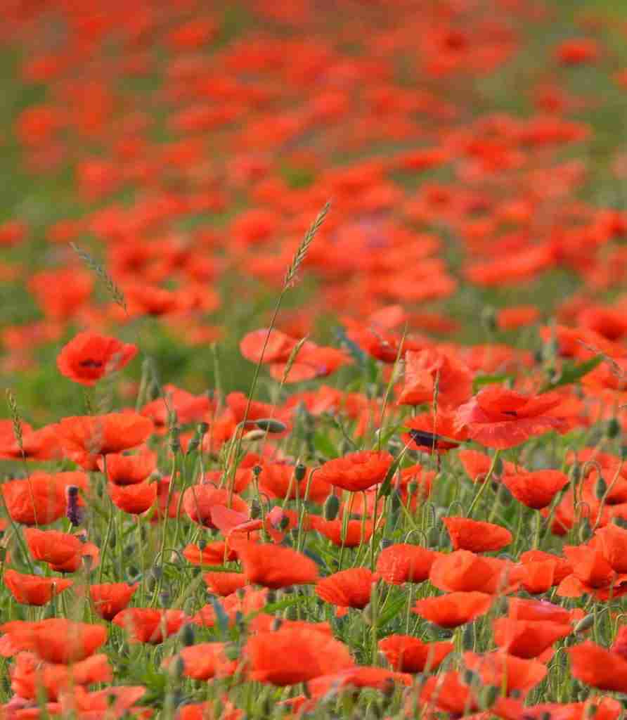 Field of poppies