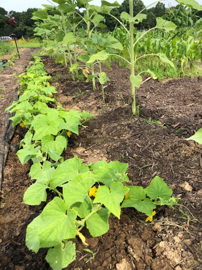 Cucumber and sunflower plants