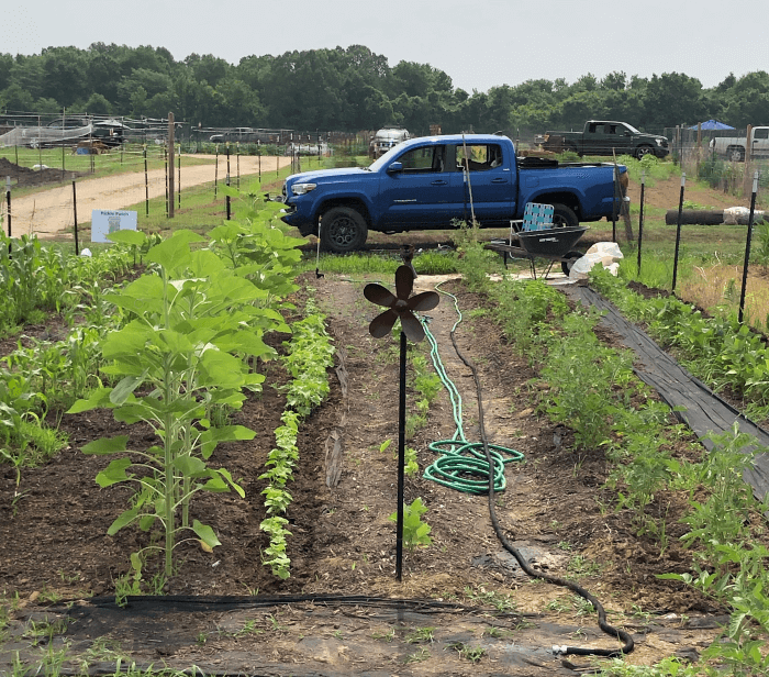 Pickle Patch Garden and Blue Truck