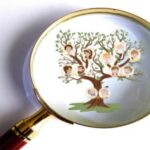 Magnifying glass family tree