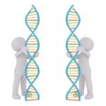 Two DNA People