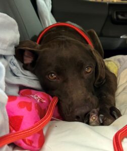 Mocha in the truck with her toy and wouldn't come out.