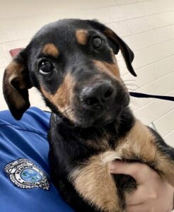 Dru being held by an animal shelter worker.