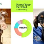 KNow Your Pet DNA by Ancestry Results: Piper and Dru