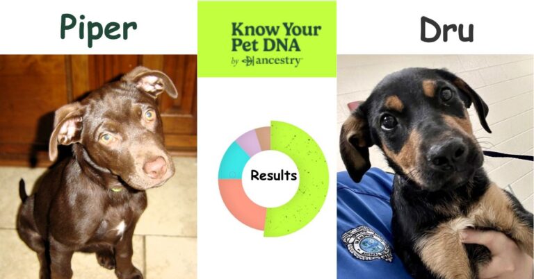 KNow Your Pet DNA by Ancestry Results: Piper and Dru