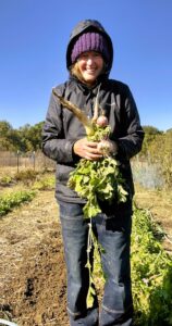 Nancy Dru picking turnips amd Daikon Radishes in the Pickle Patch garden.