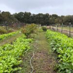 Fall Season of the Pickle Patch