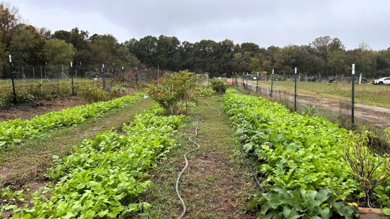 Fall Season of the Pickle Patch