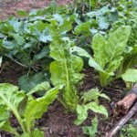 Swiss Chard in the front of the photo