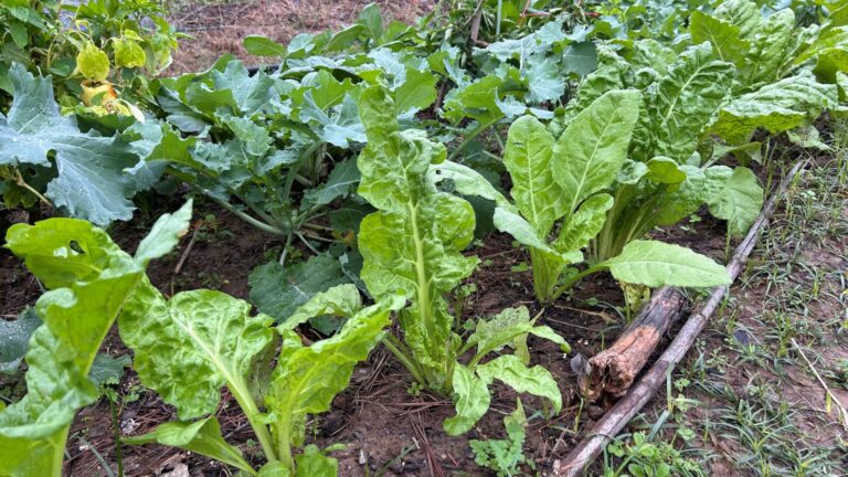 Swiss Chard in the front of the photo