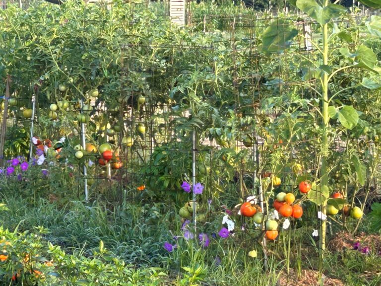 Tomatoes, petunias and sunflowers. Tomatoes are Big Beef.