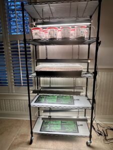 Rolling Germination cart that has heat mats and grow lights on the 4 shelves