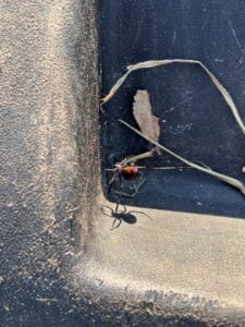 Southern Black Widow Spider