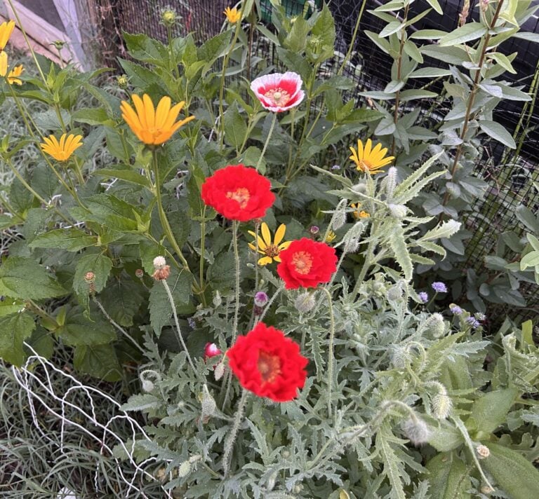 Stevie's poppies blooming in my garden.