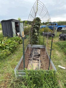 A-frame planted with Blue Lake Pole Beans