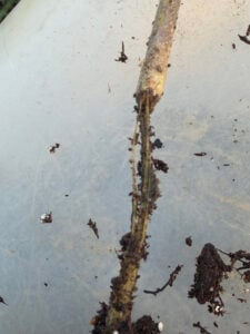 A detailed close up of the damage to the Big Beef tomato plant