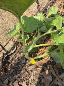 Armenian Cucumber blooming with one flower