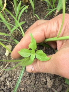 A small basil plant.