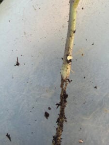a close up of the soil level chewing on the Big Beef tomato plant