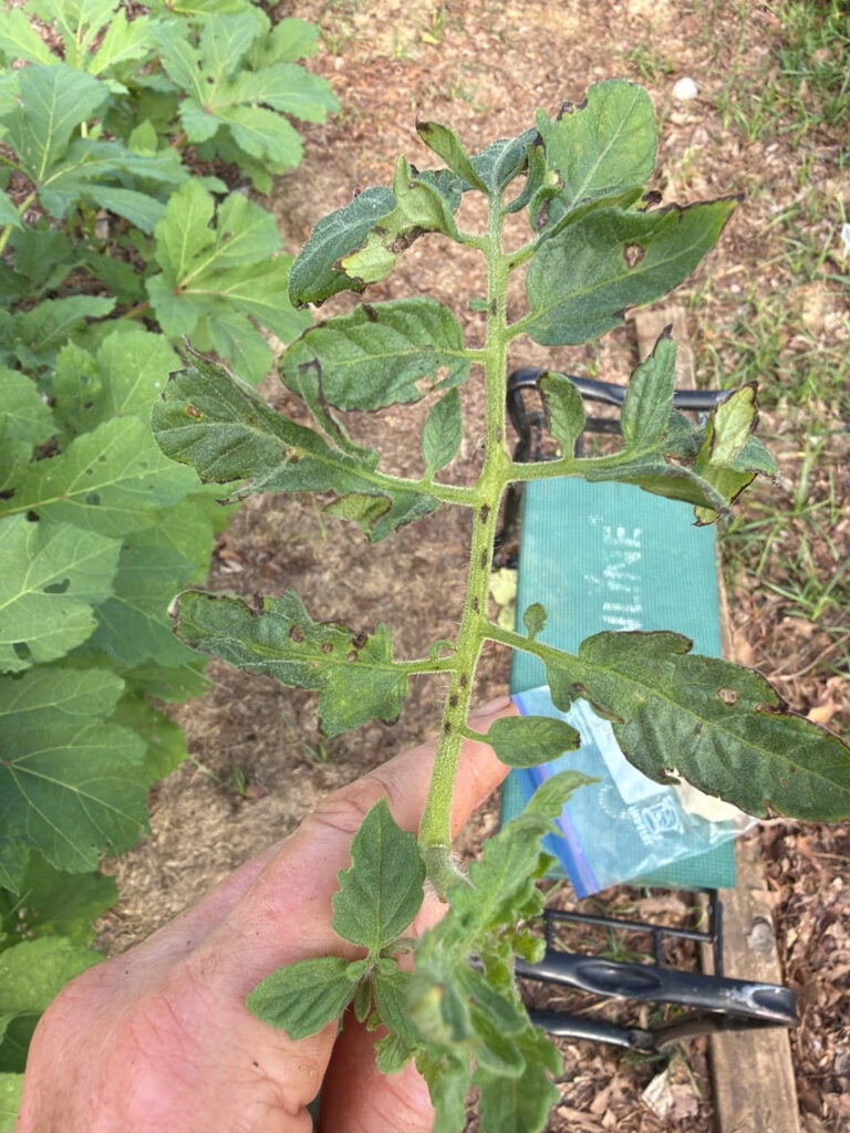 Big Boy showing disease on stem.