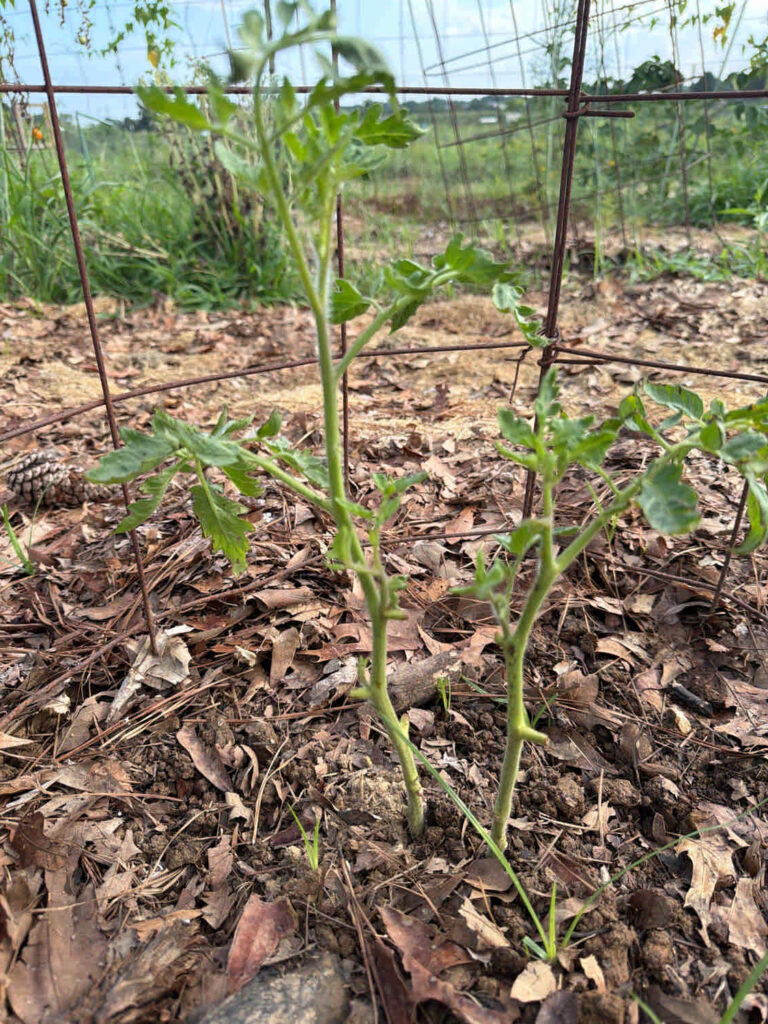 Twin Big Boy Tomatoes
