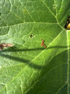Insect eggs on leaft