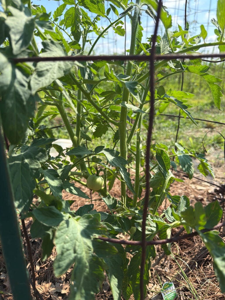 Tomato Baby