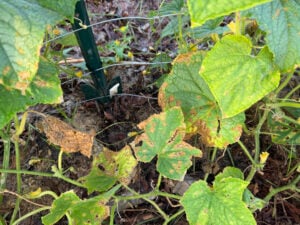 Cucumber Diseased