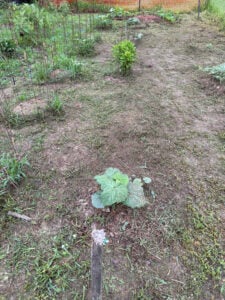 Cucumber Row scalped and ready for cardboard.