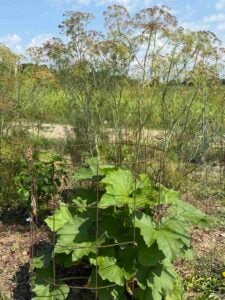 Dill behind the