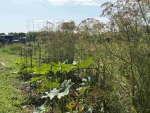 Dill plants behind the zucchini