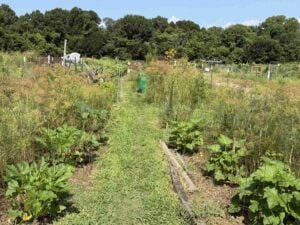 Dill pockets in the summer and zucchini squash beds and also in the back in the asparagus bed