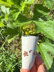 Duct tape to take insect eggs off leaf