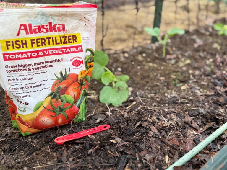 Fish Fertilizer measuring spoon and cucumber plants