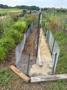 2 foot fencing surrounding the beans.