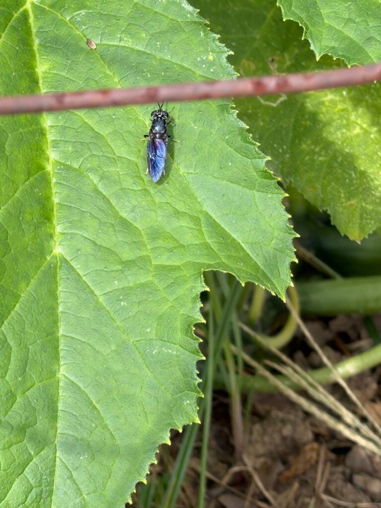 blue and black bug on my squash leaf