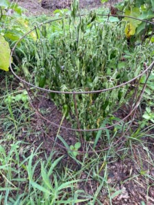 Jalapeno collapsed from 100F and 1 1/2 inches of rain