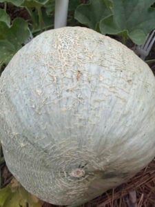 Melon with Fork Defense