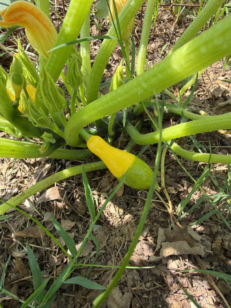 Yellow squash with green bottom