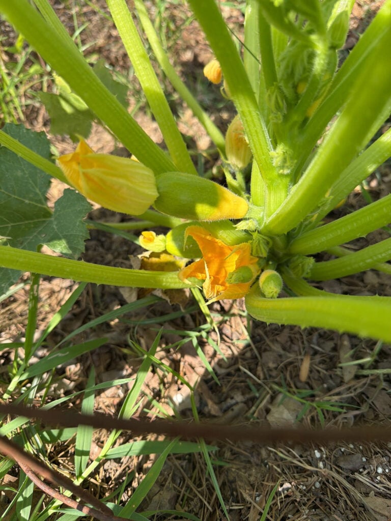 Yellow and green summer squash