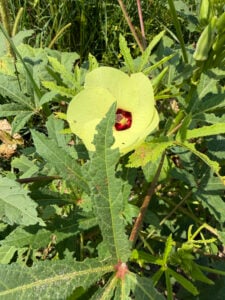 Okra bloom