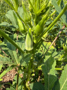 Okra pods growing