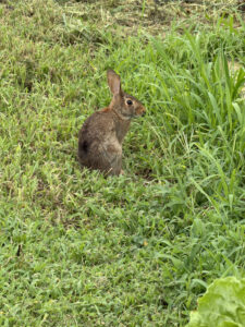 Peter Rabbit Watching Me